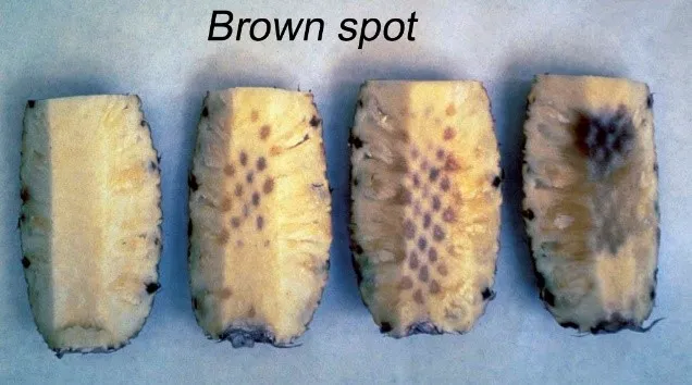 Brown spot in pineapple