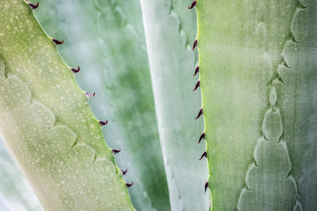 Botanical description of the Agave