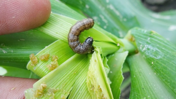 Fruit Worm Helicoverpa zea