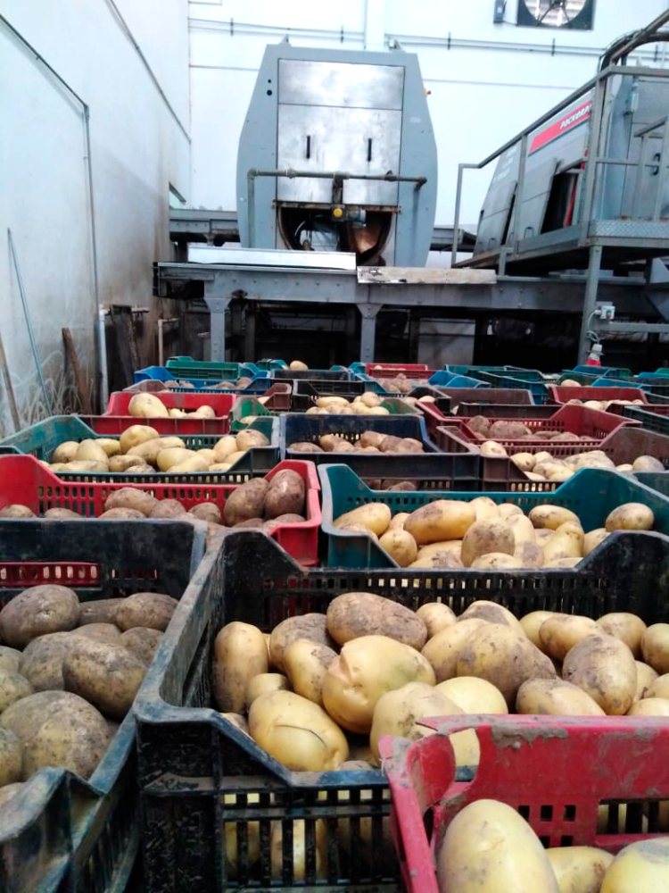 Stored potatoes