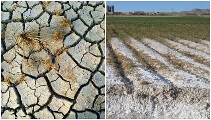 What are the saline sodic soils