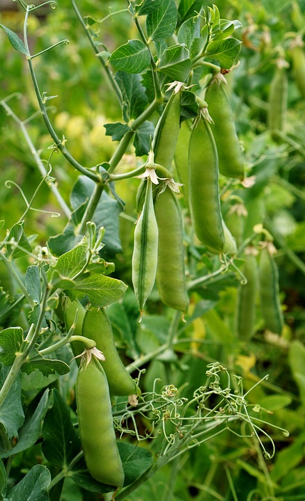 Peas and green beans