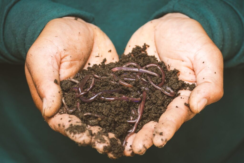 earthworms on a persons hand 3696170 scaled 1