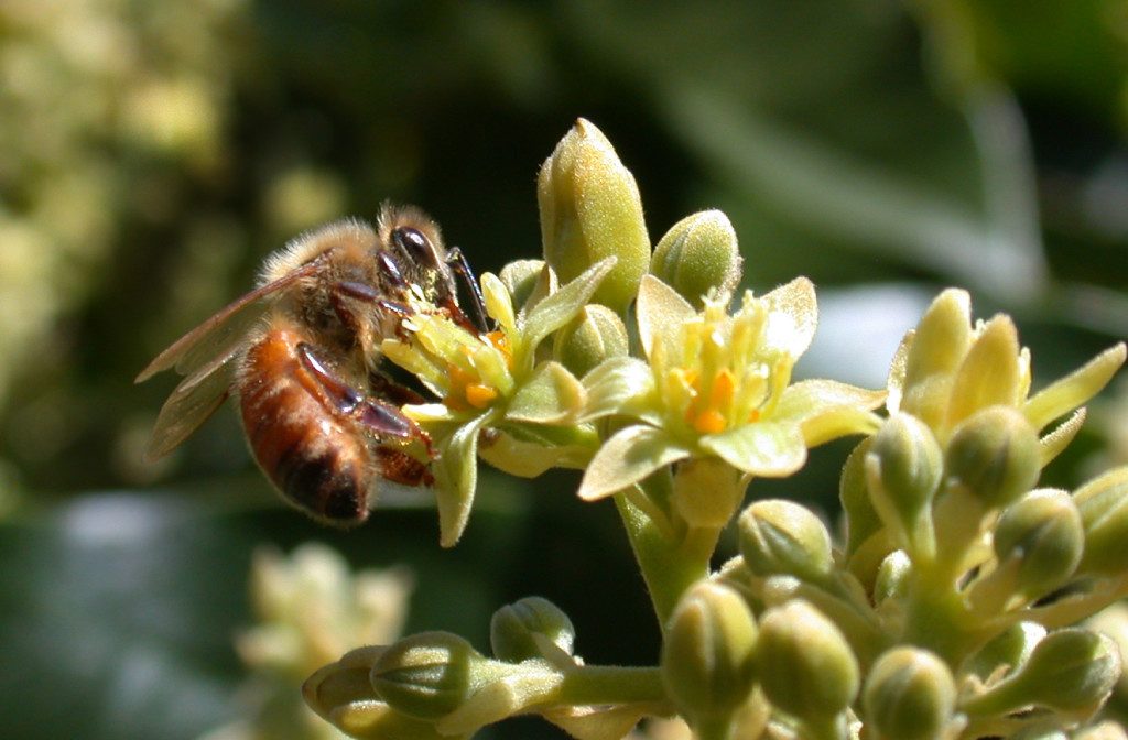 5a4f0d71 honeybee apis mellifera pollinating avocado cv zutano persea americana flower 1024x672 1024x672 1