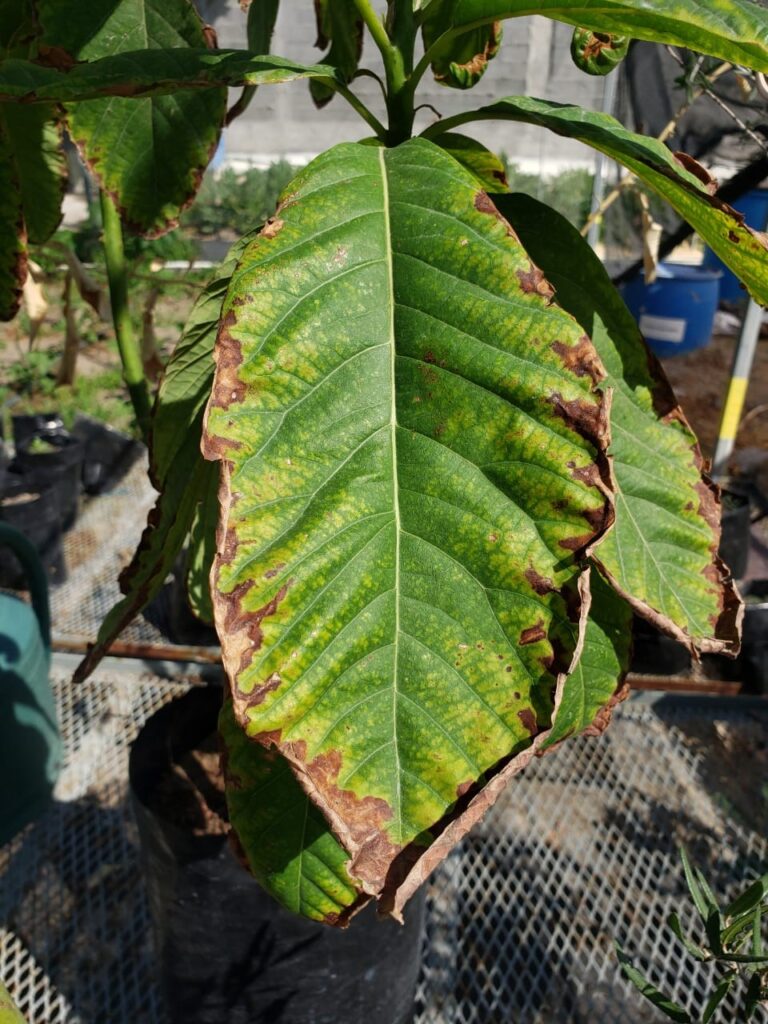 Figure 1 Avocado leaf Persea americana showing oxidized margins burns due to Chlorine accumulation. Photo Fagro Group.
