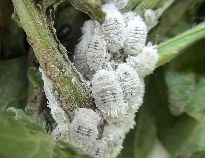 cottony mealybug