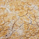 Sodic saline soils a growing problem for agriculture