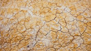 Sodic saline soils a growing problem for agriculture