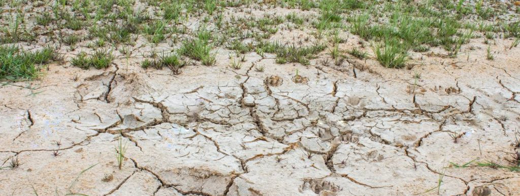 Sodic saline soils