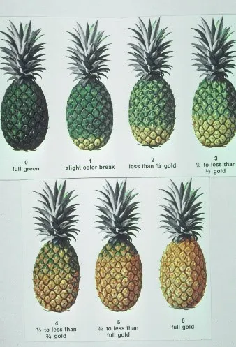 Postharvest management of pineapple