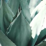 Agave cultivation Agave tequilana W.