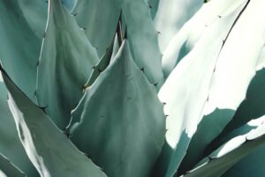 Agave cultivation Agave tequilana W.