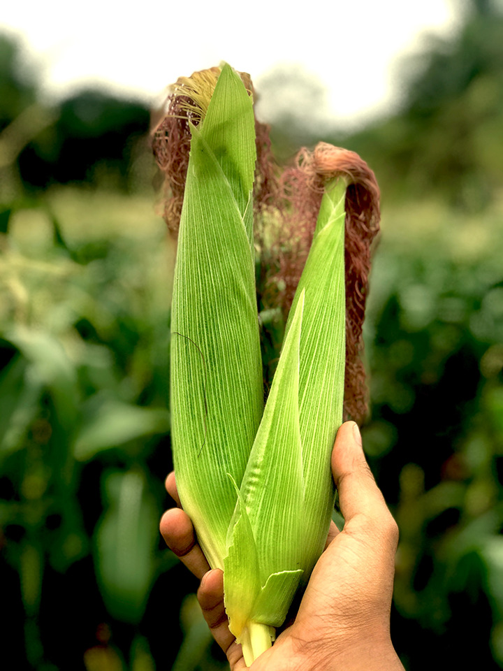 Corn Pests Fruit Worm