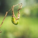 Diseases of Chile in Postharvest