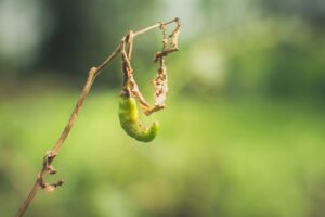 Diseases of Chile in Postharvest