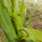 Larva and damage of Spodoptera frugiperda in maize plant.