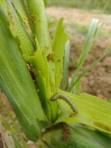 Larva and damage of Spodoptera frugiperda in maize plant.