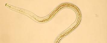 Nematodes