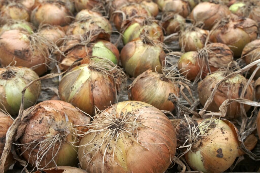 Pink Root of the Onion Phoma terrestris