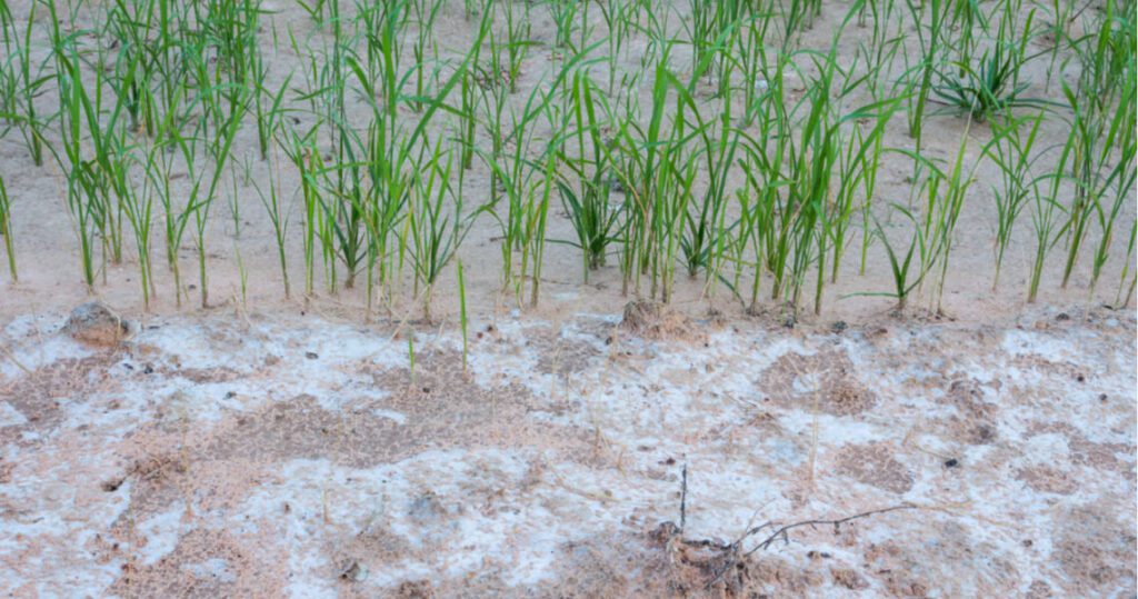 Problem of saline and sodic soils