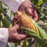Stress Management in the Corn Crop
