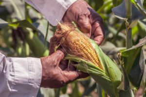 Stress Management in the Corn Crop