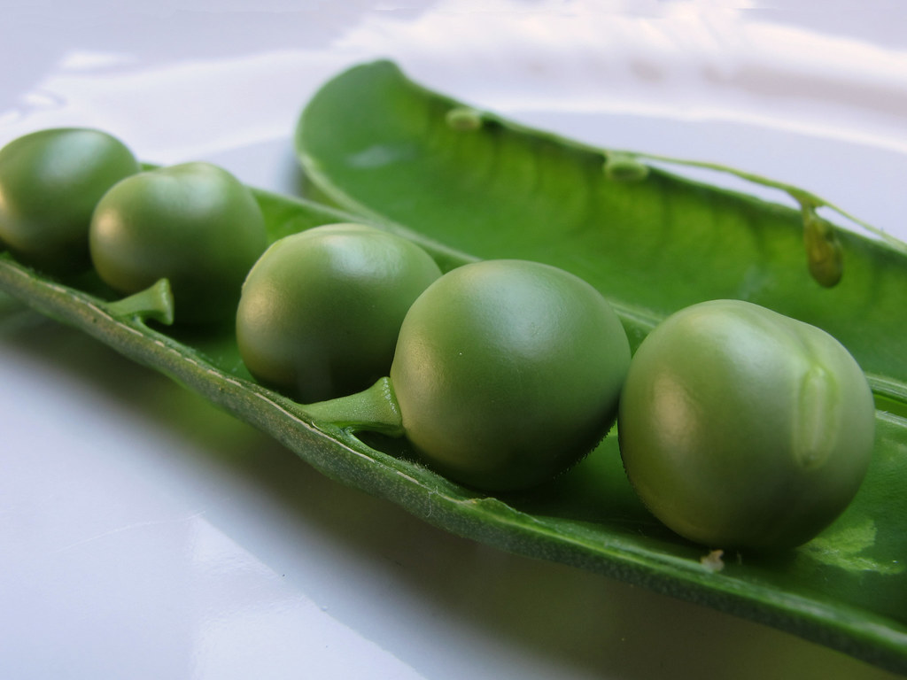 The cultivation of peas and green beans.