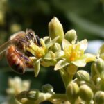 5a4f0d71 honeybee apis mellifera pollinating avocado cv  zutano persea americana flower 1024x672 1024x672 1