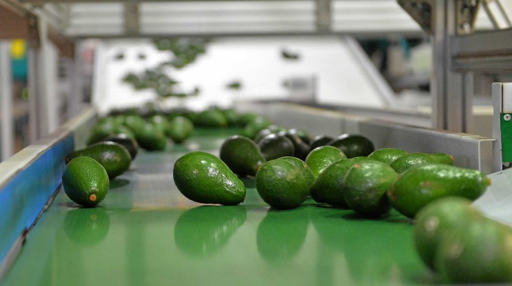 avocado machinery