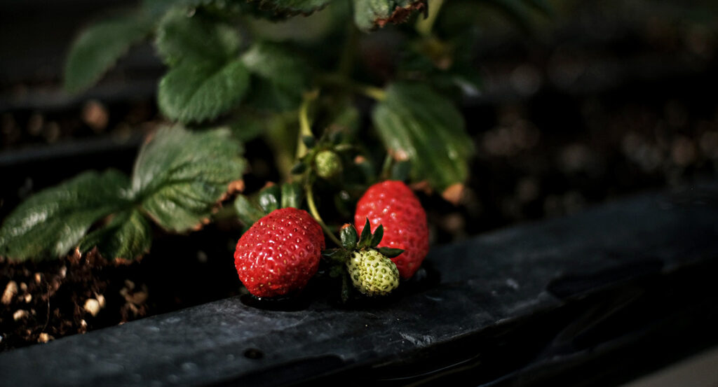 Strawberry seedling production