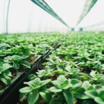 focused 163008816 stock photo plants growing in plant nursery