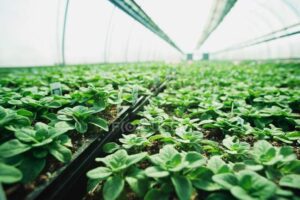 focused 163008816 stock photo plants growing in plant nursery