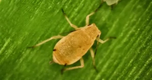 pulgon amarillo melanaphis sacchari