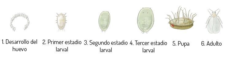 Taxonomy of the whitefly, whitefly species, Aleyrodidae