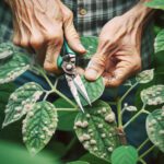 DALL·E 2023 11 28 12.38.21 An image of a person pruning infected leaves from a plant to control powdery mildew. The focus is on the hands of the gardener carefully removing the