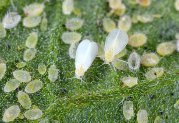 Mosquita blanca, Bemisia tabaci, en una hoja de planta