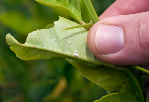 Various Latin American crops damaged by whitefly