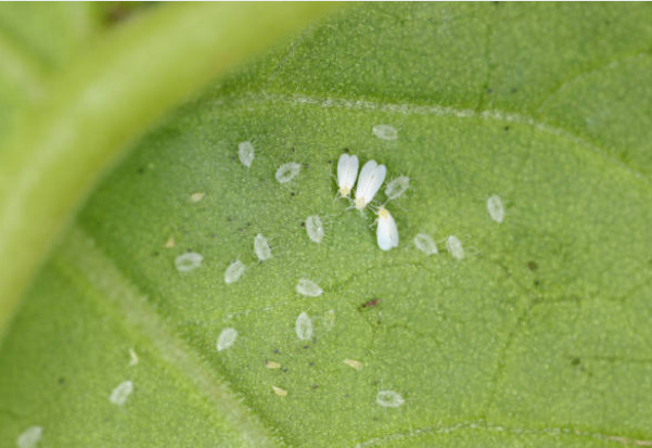 Whitefly life cycle, whitefly reproduction, stages of development of the whitefly