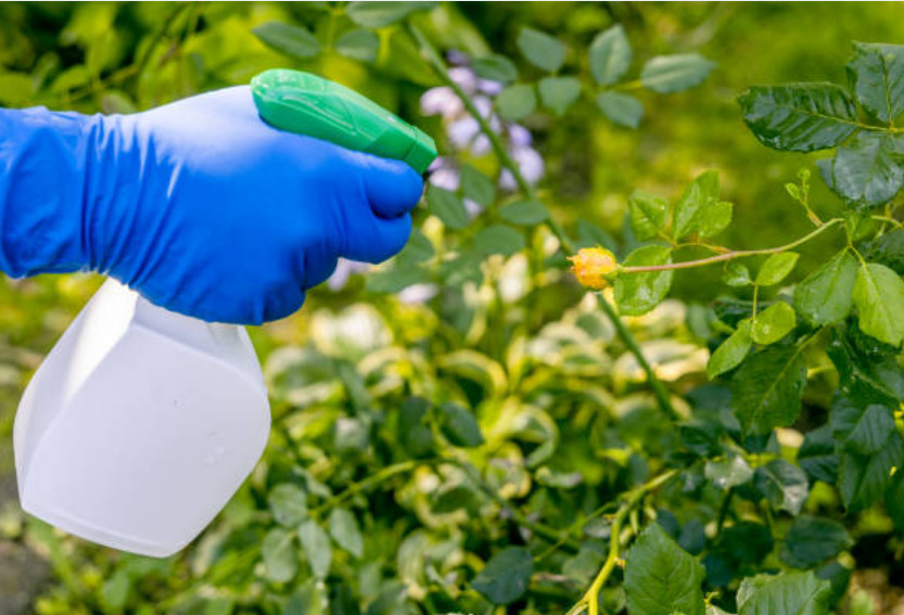 Thriving agricultural field showcasing effective pest management