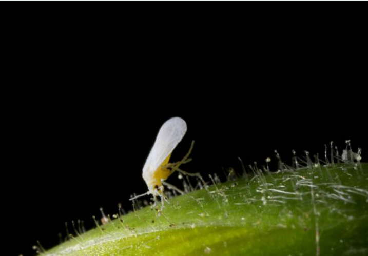 Whitefly feeding, impact of whitefly on plants, disease transmission by whitefly