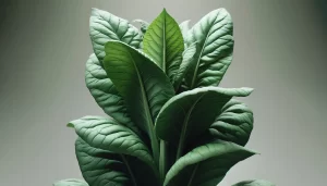 DALL·E 2024 05 08 13.20.28 A highly realistic close up view of a mature tobacco plant showing its large healthy green leaves in detail. Highlight the texture and veining of th