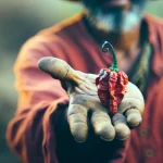 DALL·E 2024 05 21 15.16.56 A farmer's hand holding a Trinidad Scorpion Butch T chili. The chili is bright red and wrinkled, with a distinctive scorpion tail like shape. The hand