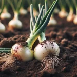 DALL·E 2024 05 28 15.00.54   Two freshly harvested white onions lying on the soil in a field. The onions have their green stems still attached and some soil clinging to them. The