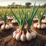 DALL·E 2024 05 30 09.39.16 Garlic plants in the bulb formation stage in the field showing bulbs starting to develop at the base of the plants. The green leaves are still presen