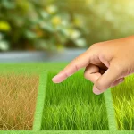 DALL·E 2024 08 13 16.42.57 A realistic image showing a hand selecting a type of grass from a comparison of several different grass types. The scene includes a side by side compa