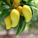 DALL·E 2024 08 23 10.40.44 A realistic close up image of ripe Ataulfo mangoes hanging on a tree. The focus is on the mangoes, which are bright yellow and smooth skinned, cluster