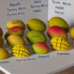 DALL·E 2024 08 23 13.02.27 A realistic image showing a variety of mango types placed together on a table. The image includes different varieties such as Ataulfo, Kent, Tommy Atk