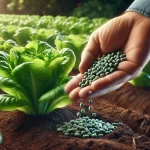 DALL·E 2025 01 10 16.38.24 A highly realistic close up image of a farmer's hand applying granular fertilizer to the base of a lettuce plant. The hand is holding small pellets of