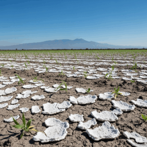 Tierra agrícola con costras blancas de sal y cultivos escasos afectados por salinidad del suelo.