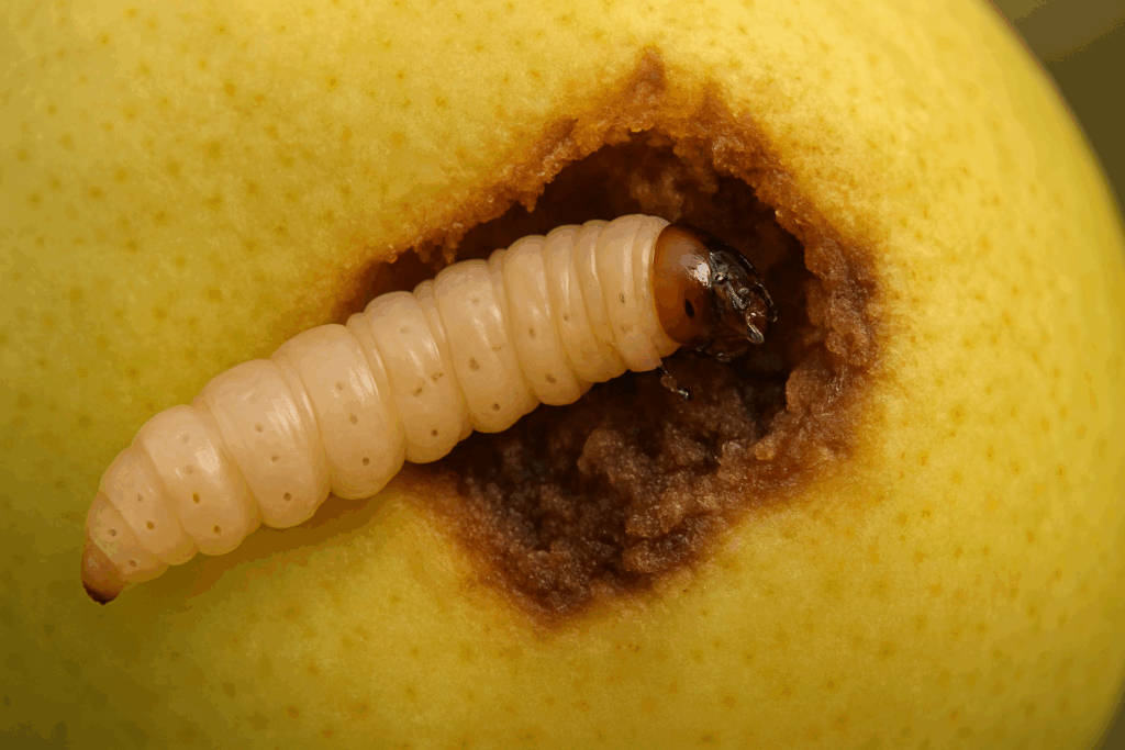 Stängelbohrer, der aus einer beschädigten Frucht kommt, ein wichtiges Symptom für die Früherkennung.